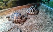 Rehomed...Hermanns : Female age not known (Milly  and Lily)